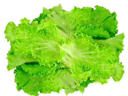 生菜抠图图片 生菜抠图图片