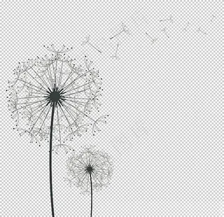 蒲公英元素图片
