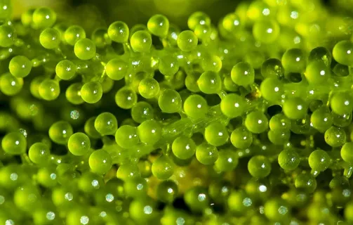 海藻蕨藻海葡萄图片