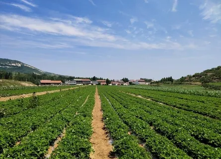 菜地图片 菜地图片