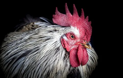 公鸡图片 公鸡图片