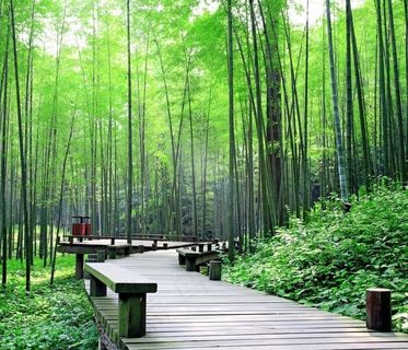 竹林美景图片