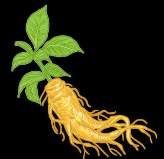 手绘人参补脾益肺参王插画图片