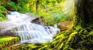 小溪流水森林图片