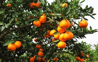 柑橘图片
