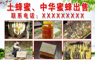土蜂蜜海报图片