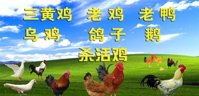 家禽喷绘图片(3798x1956)psd模版下载