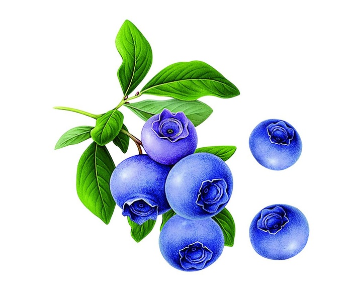 蓝莓图片
