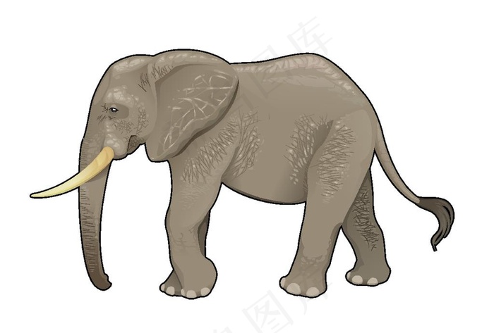 大象图片
