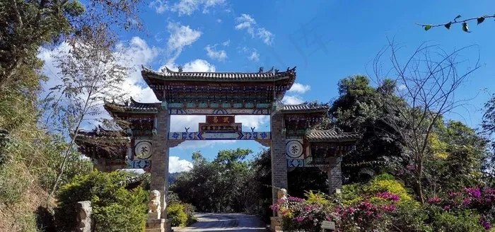 易武 茶山 茶树图片