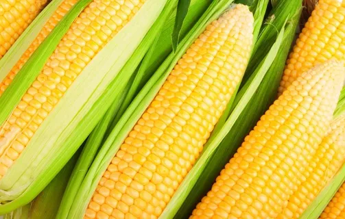 玉米图片