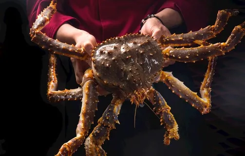 帝王蟹图片 帝王蟹图片