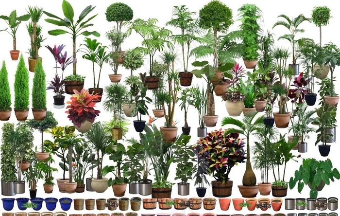 绿植图片(6803x4535)psd模版下载