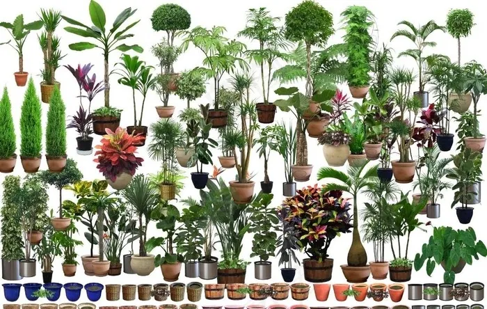 绿植图片(6803x4535)psd模版下载