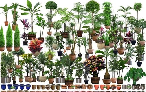 绿植图片 绿植图片