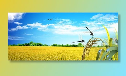 农业水稻稻田背景Banner图片