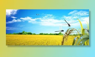 农业水稻稻田背景Banner图片