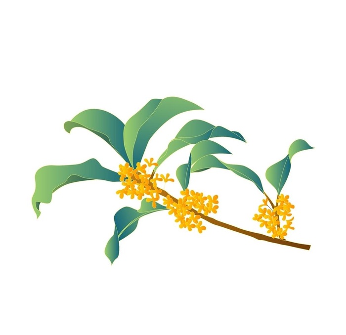 桂花  图片ai矢量模版下载