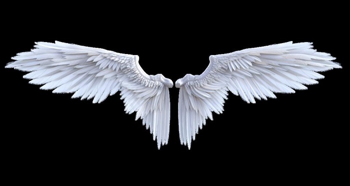 白色翅膀图片