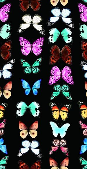 蝴蝶 数码印花图片