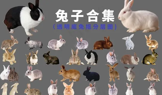 兔子图片 兔子图片