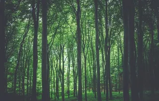 森林图片