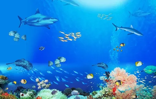 海底世界图片 海底世界图片