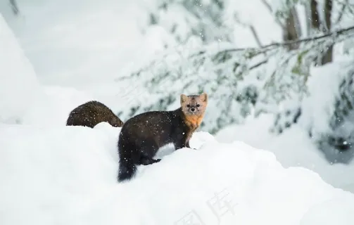 紫貂图片