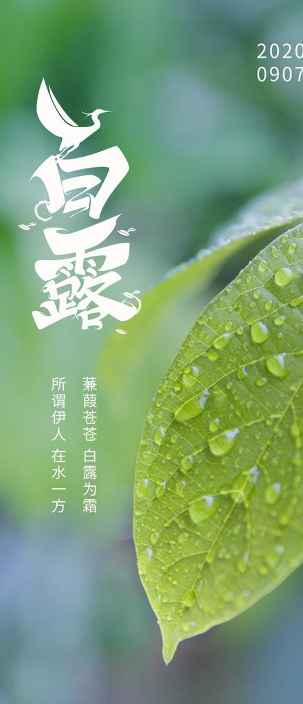 白露图片(1125x2436)psd模版下载