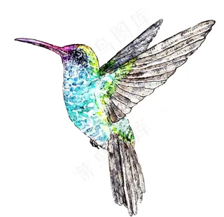 蜂鸟图片