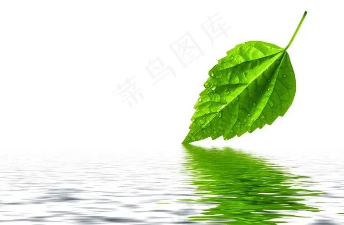 绿叶图片