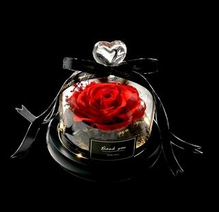 永生花 无底图图片