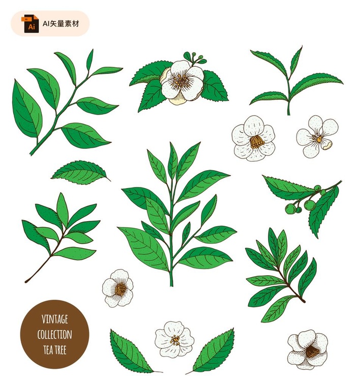 手绘茶叶茶花素材图片