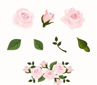 粉色玫瑰花图片