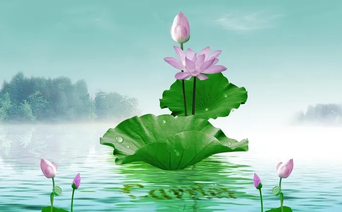 荷花图片(2551x1665)psd模版下载