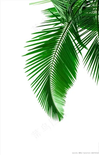 绿色椰子树叶图片素材