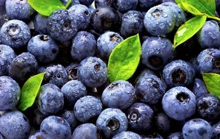 蓝莓图片