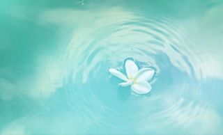 水中的白色花瓣动态循环素材