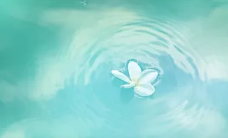 水中的白色花瓣动态循环素材