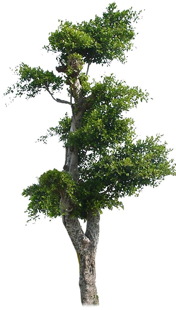 景观树图片(2117x3526)psd模版下载