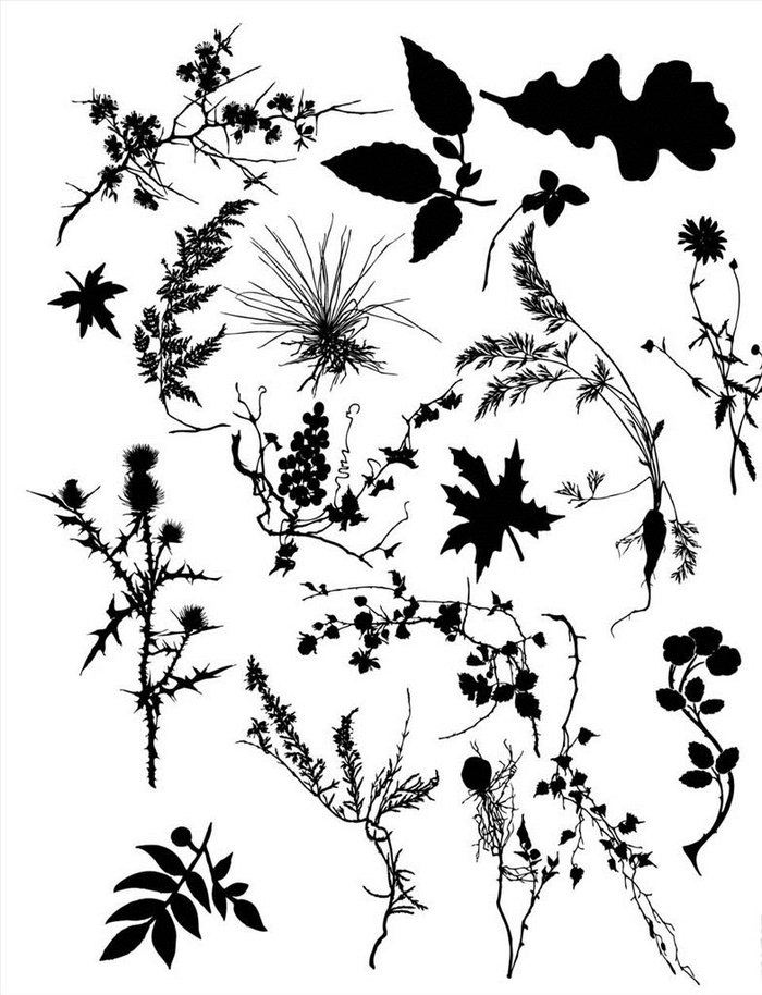 树叶叶子剪影图片