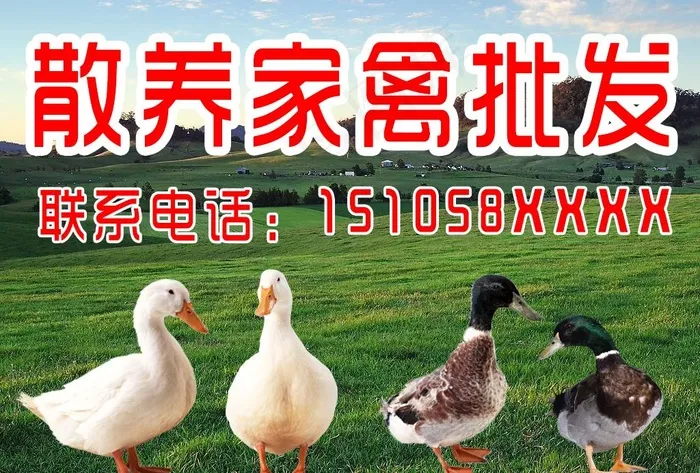 散养家禽 鸡鸭批发图片(1024x724)psd模版下载