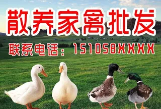 散养家禽 鸡鸭批发图片