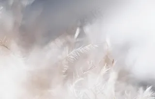 白色羽毛羽绒唯美背景图片