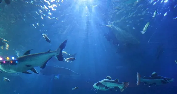 海底世界图片 海底世界图片