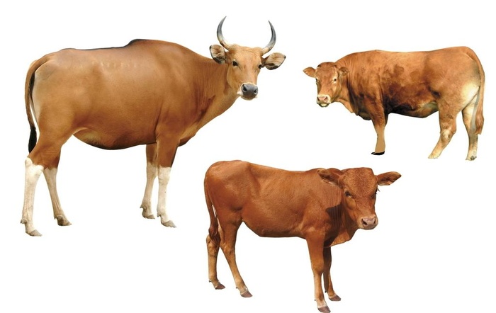 牛羊肉分层图片