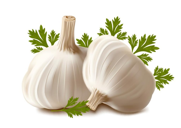大蒜矢量素材图片