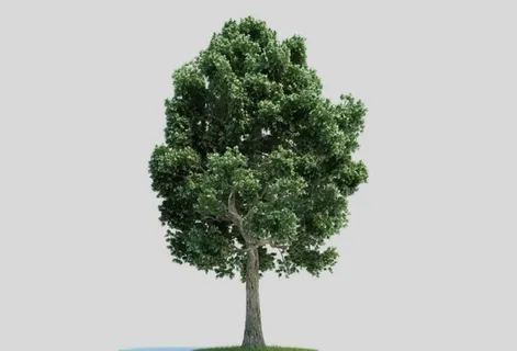 c4d模型道路景观树绿色植物图片