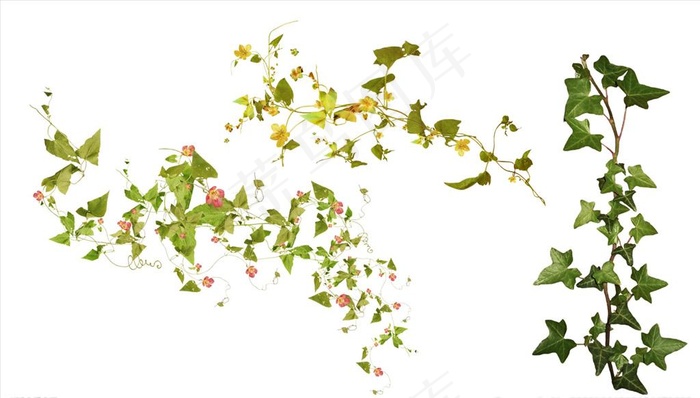 花藤免抠png图片