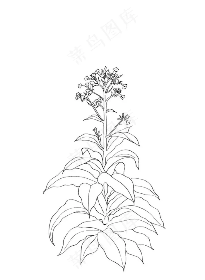 烟草图片ai矢量模版下载